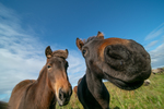 Bigstock-funny-horse-in-fisheye-lens-a-261238759